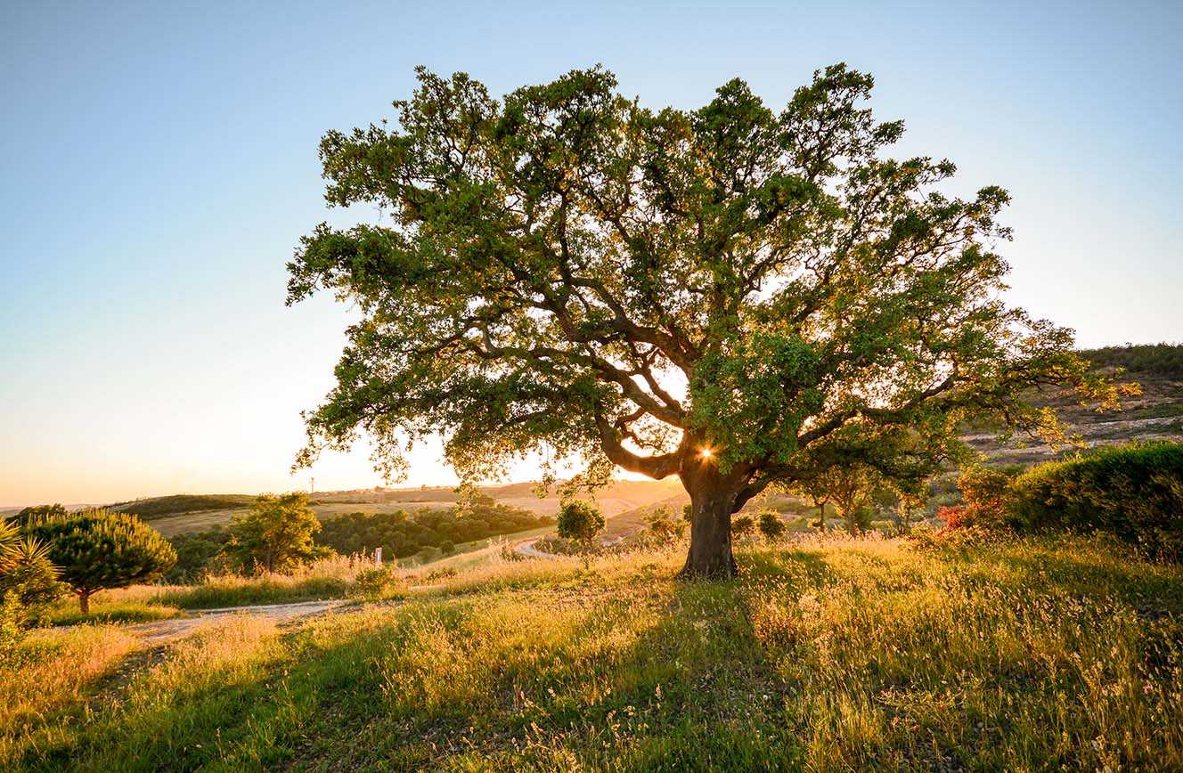 Fly Drive Pousadas Rondreis Alentejo